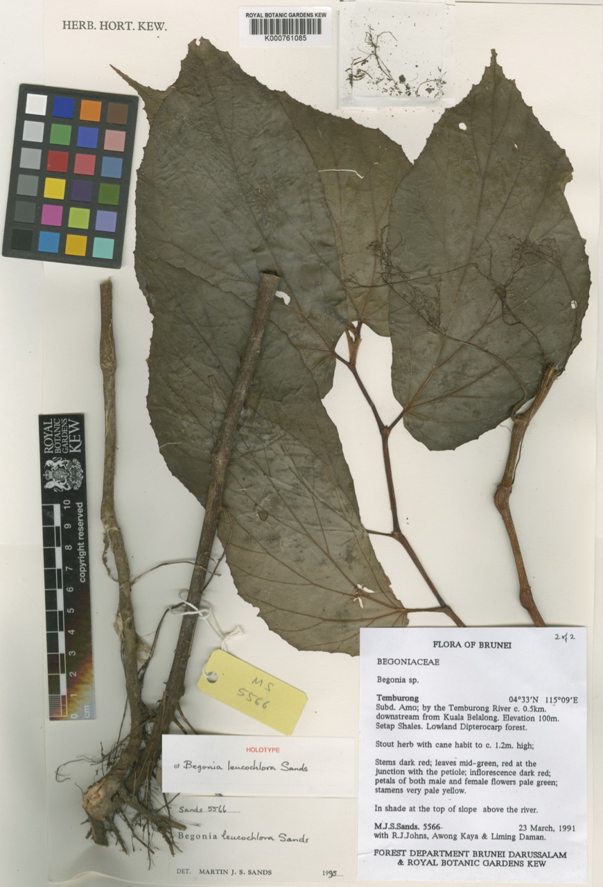 B. leucochlora
